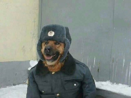 chien_fargo.jpg