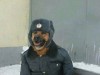 chien_fargo.jpg
