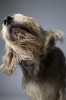 chien_prophete.jpg
