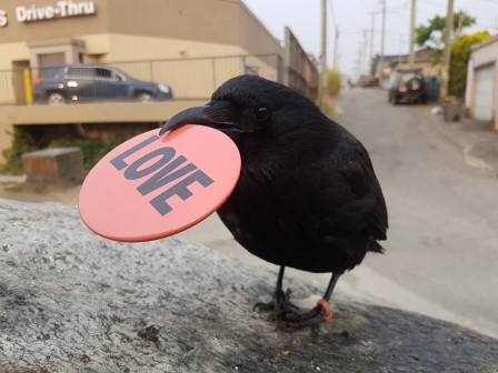 corbeau amour saint valentin.jpg