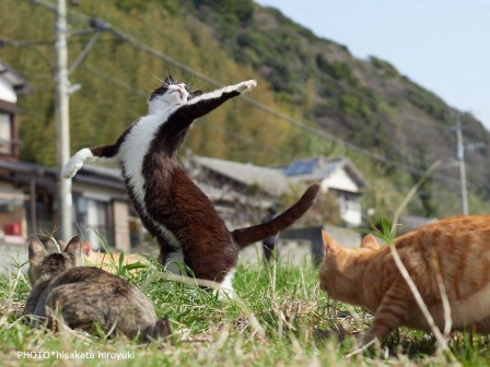 les chats c'est frimeurs et compagnie.jpg