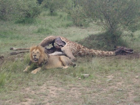 lion_girafe_bon_appetit.jpg