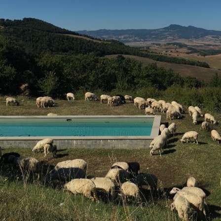 mouton été piscine.jpg