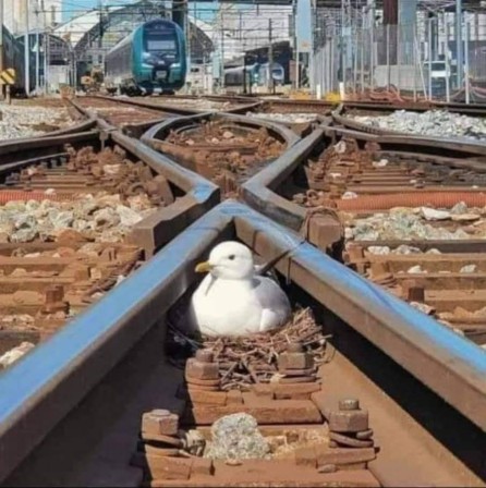 oiseau train aiguillage grève.jpg, janv. 2023