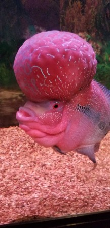 poisson rose cerveau.jpg
