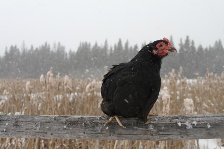 poule neige froid.jpg