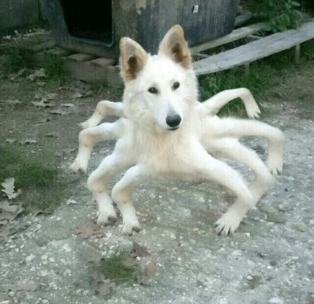 spiderman_spiderdog_chien_araignee.jpg