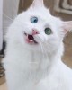 t'as une belle chatte tu sais embrassez-la.jpg