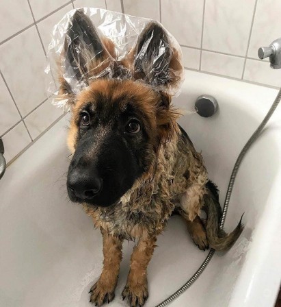 vie de chien la toilette.jpg