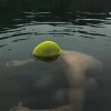 yellow submarine bzl.jpg