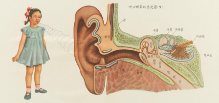 A girl speaks into a giant ear Anatomical poster 1956 Detail le sens de l'écoute.png, avr. 2021
