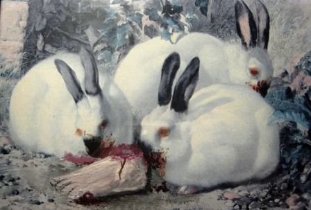 Colin Wilson Lucky les lapins blancs dévorant un pied Alice.jpg, avr. 2023