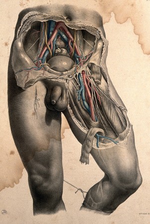 Dissection of the abdomen and thigh 1851 anatomie écorché.jpg, oct. 2021