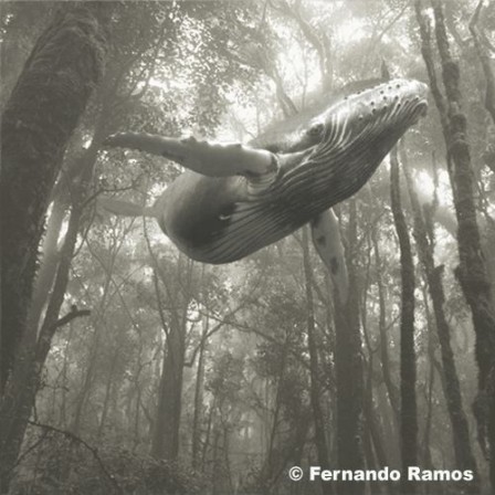Fernando_Ramos_baleine_volante_foret.jpg