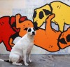 JAIX_art_chien.jpg
