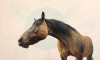 Joe Coffey la bouche du cheval.jpg