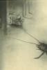 José Hernández, ilustraciones para La Metamorfosis, de Franz Kafka la porte était restée entrouverte