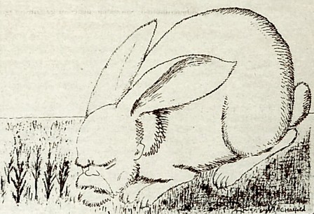 Kladderadatsch 1929 Freud le lapin.jpg