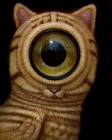 Naoto Hattori oeil cyclo chat.jpg