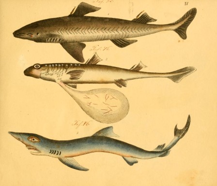 Naturgeschichte in Bildern mit erläuterndem Text Von Professor Dr. Strack. Lief. 4. Heft 33-56 Fische. poissons alors comment s'est passé ton vendredi.jpg, févr. 2023