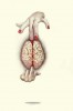 Stephanie_Chardon_extases_cerebrales.jpg