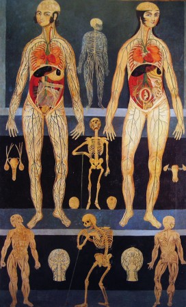 brève histoire de la médecine anatomie.jpg, sept. 2021
