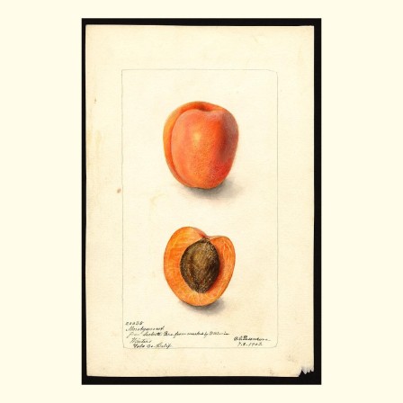 montgamet plums painted by deborah griscom passmore 1902 ceci n'est pas un abricot.jpg, mai 2023