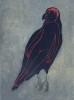 Audrey Niffenegger (American, b. 1963, South Haven, MI, USA) - I Feel All Wrong, I Don’t Understand, 2012 from story Raven Girl, Aquatint on Sakamoto Paper l'enfant oiseau