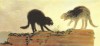 Goya (Francisco de Goya y Lucientes) Cats fighting 1786. Oil on canvas combat de chats