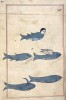 Illustration pour le livre de Zakariya al-Qazwini, Merveilles des choses créées et aspects miraculeux des choses existantes (13ème siècle) poisson d'avril