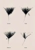 Rebeca Fleur Four Seasons les quatre saisons du pubis
