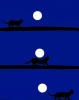 un chat passe sous la lune