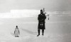 A member of the Scottish National Antarctic Expedition plays the bagpipes for a penguin 1904.jpg