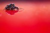 Adam_Dobrovits_fourmis_rouge_couverture_bienvenue.jpg
