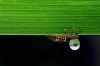 Adam_Dobrovits_goutte_a_goutte.jpg