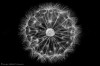 Agnes_Pictures_structure.jpg