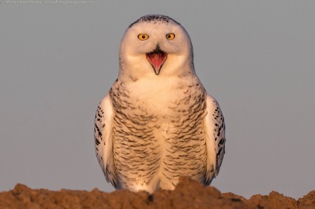 Alberto Ghizzi Panizza chouette je suis de bonne humeur ce matin.jpg