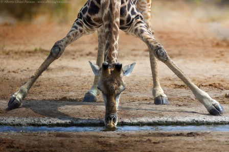 Alberto_Ghizzi_Panizza_girafe_boire.jpg