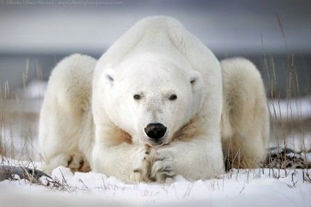 Alberto_Ghizzi_Panizza_ours_le_diplomate.jpg