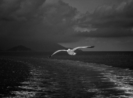 Alessandra Riva l'oiseau blanc.jpg