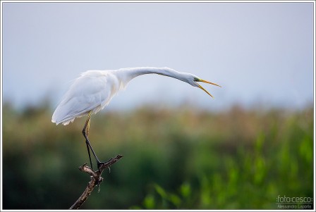 Alessandro_Laporta_oiseau_blanc.jpg