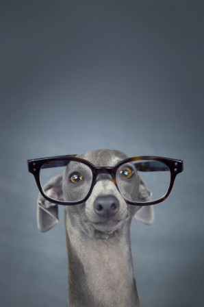 Alessandro_Manco_chien_a_lunettes.jpg