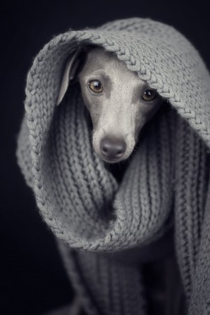 Alessandro Manco chien winter is coming.jpg