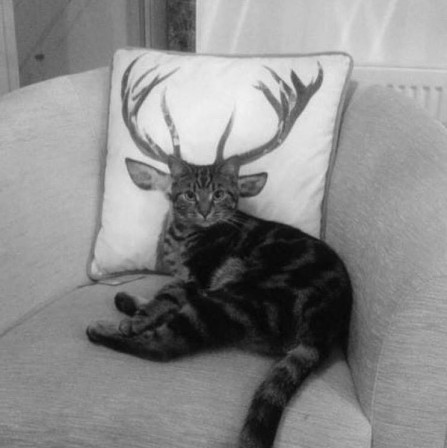 Alex_Howitt_la_nuit_du_chat_cerf.jpg