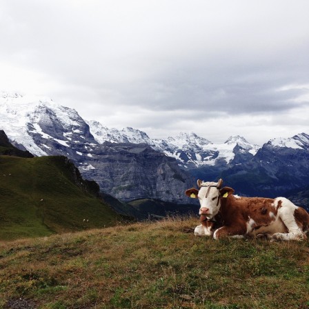 Alexandra_Lopareva_selfie_des_alpes_vache.jpg