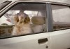 Alexandra_Pouzet_nature_humaine_chien.jpg