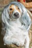 Alexandro_Maciel_chien_cheveux_blancs.jpg