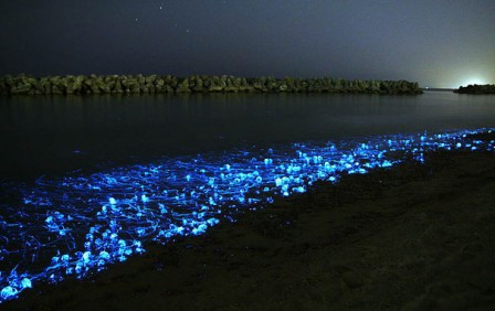 Alexey_Trofimov_firefly-squid-japan.jpg