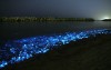 Alexey_Trofimov_firefly-squid-japan.jpg