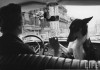 Alfred_Eisenstaedt_femme_et_chien_poke.jpg